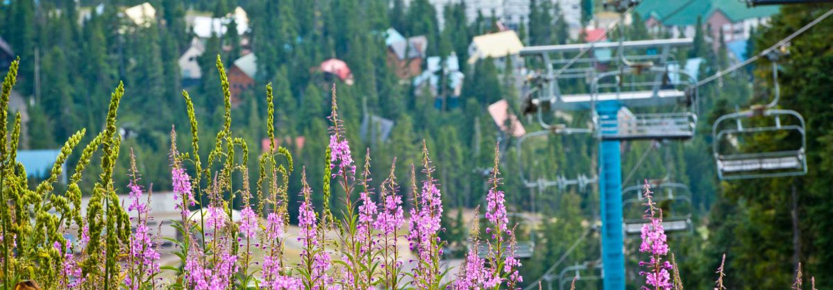 pink flowers with blue chairlift in the background