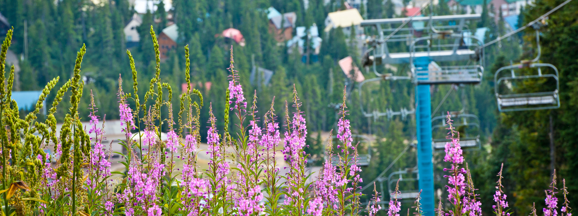 pink flowers with blue chairlift in the background