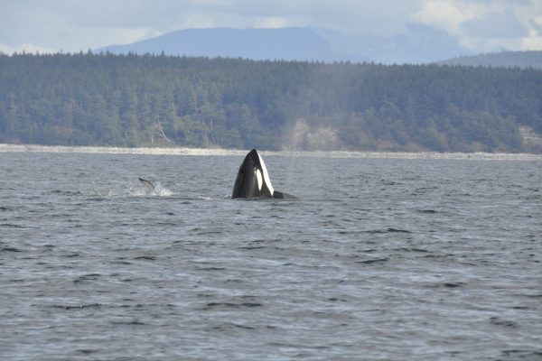 A whale poking its head above the water off the coast of Vancouver Island