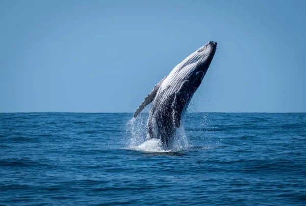 A whale breaching out of the ocean